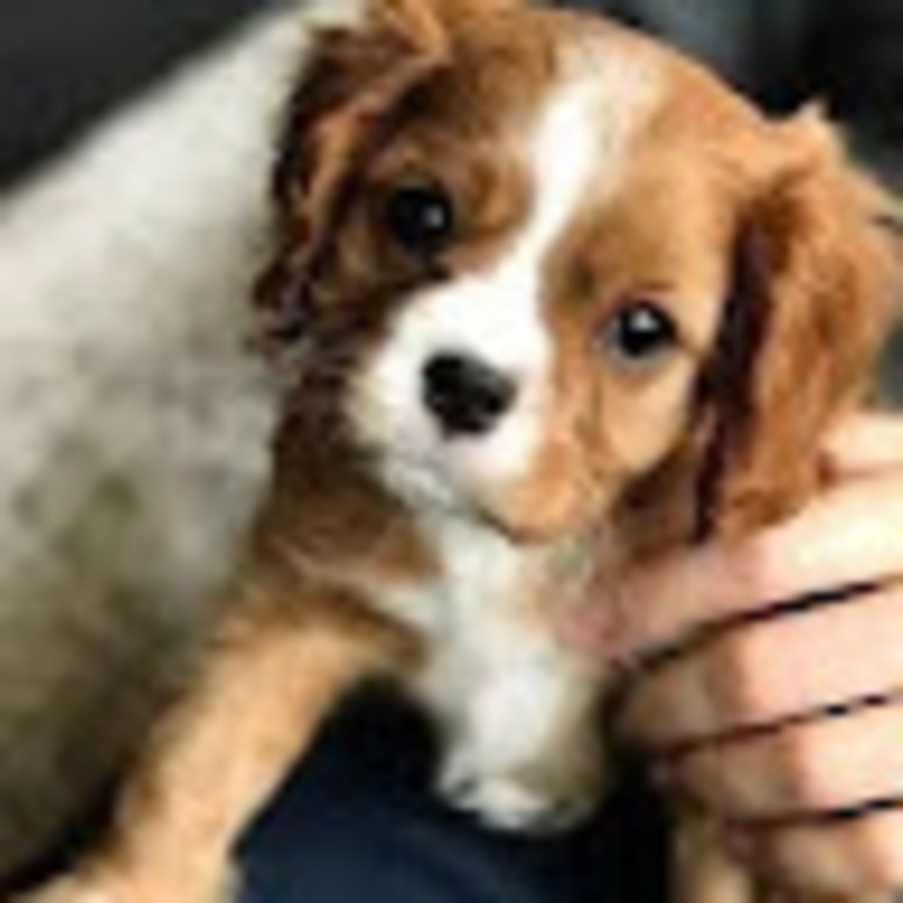 Meet your Posher, Zara